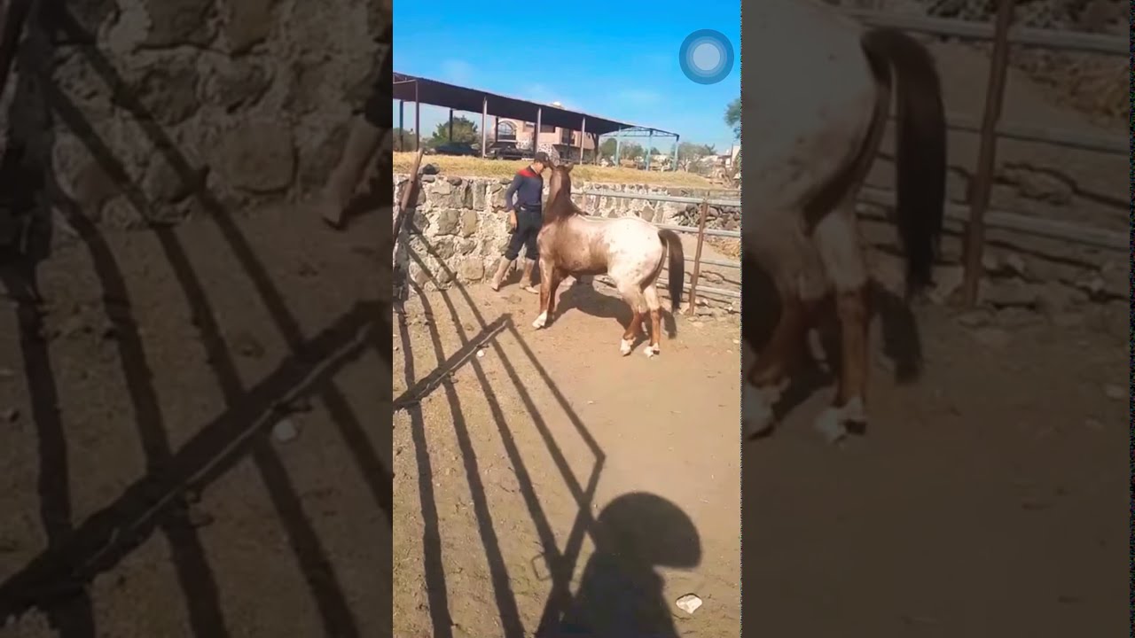Ejercicio para lados para potrillos