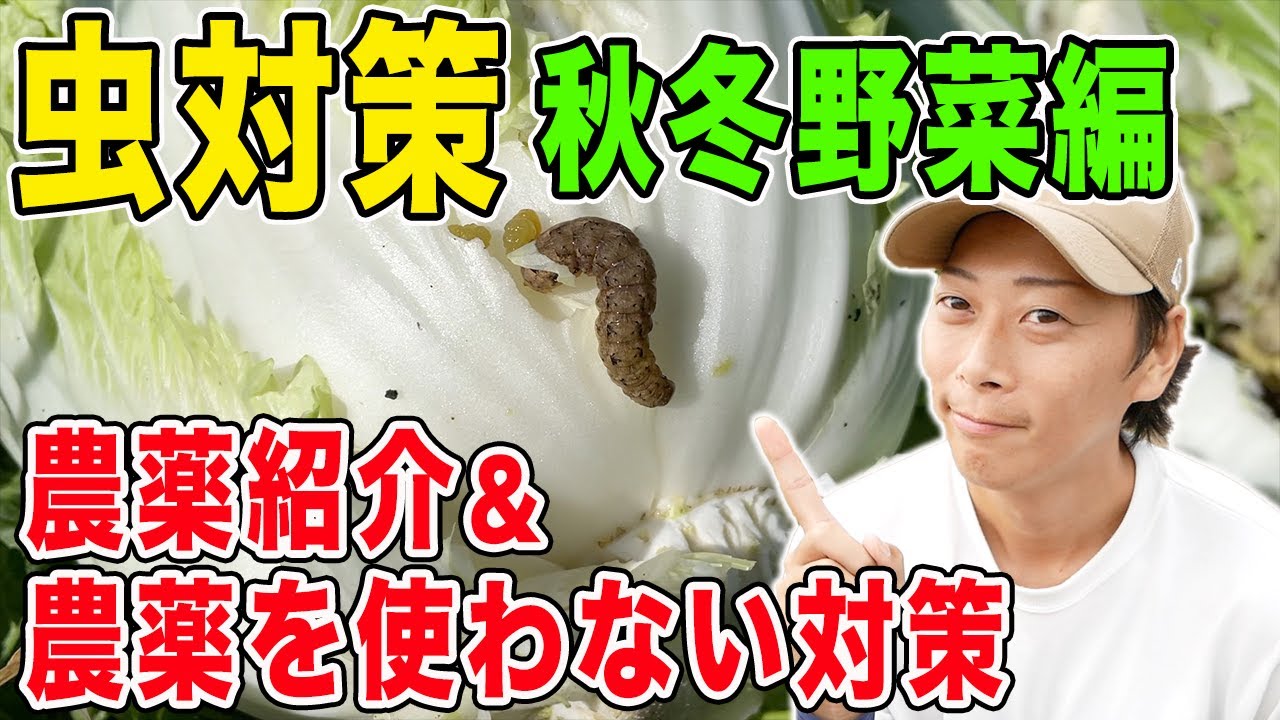 秋冬野菜の虫対策　要注意な虫４選と農薬に頼らない対策・農薬を使った対策両方を紹介します