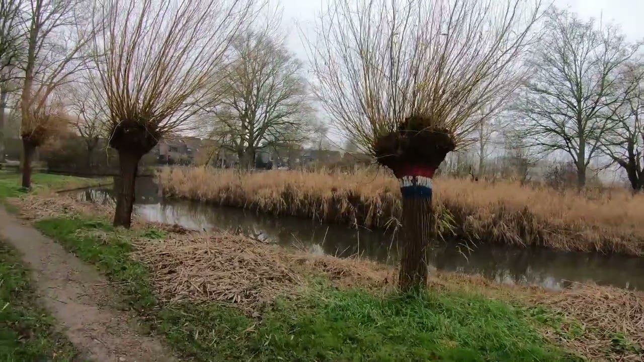 Een Rustige winterwandeling in het Wipperspark de oase van Maassluis