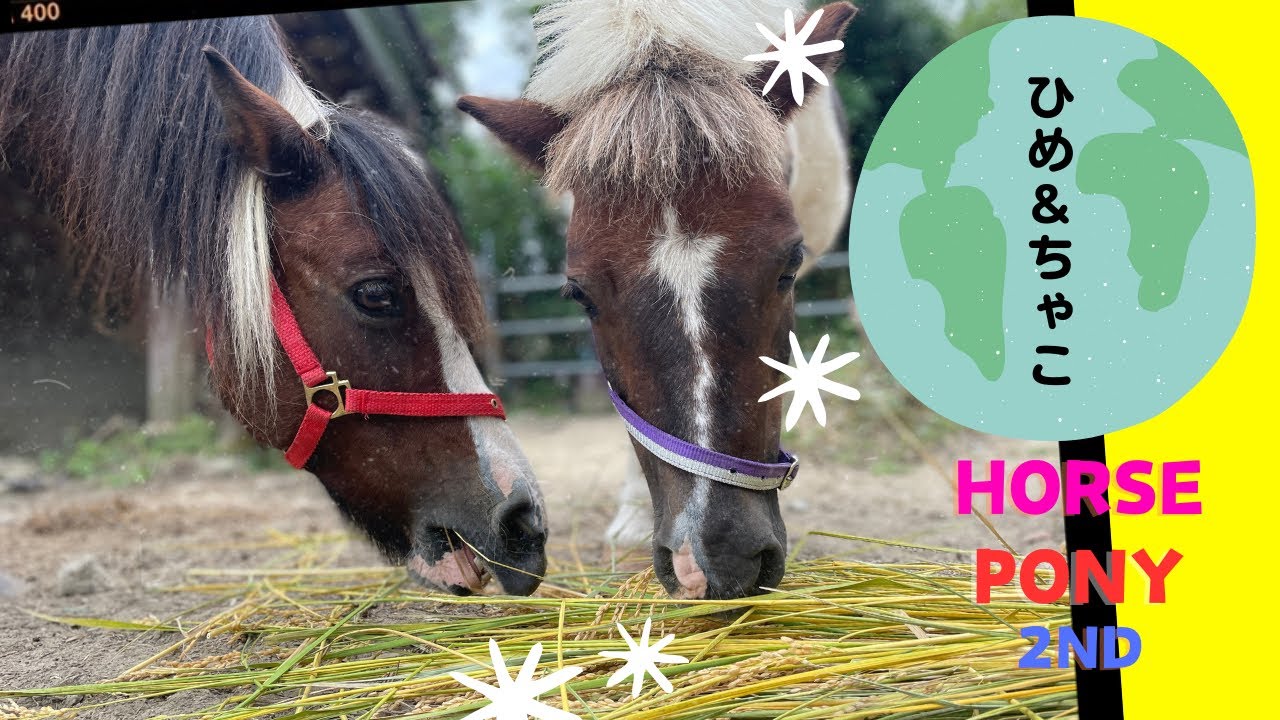 【馬飼い】馬小屋の庭には大きな栗の木があります。馬飼いとヒメは栗をとるライバルです🦹🐴🌰　🍎や柿や🌾やイチヂク、、右を見ても左をみてもうまい😋