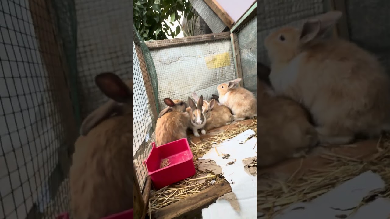 يوميات ارنوب #ارانب #rabbit #يوميات_ارنوب #أرنب #bunny 