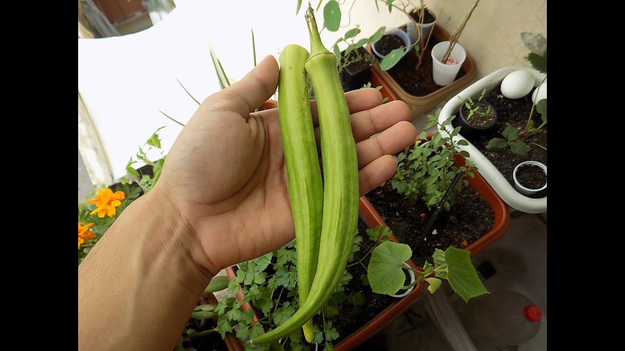 Como Plantar Quiabo Incrível (incio,meio,fim)