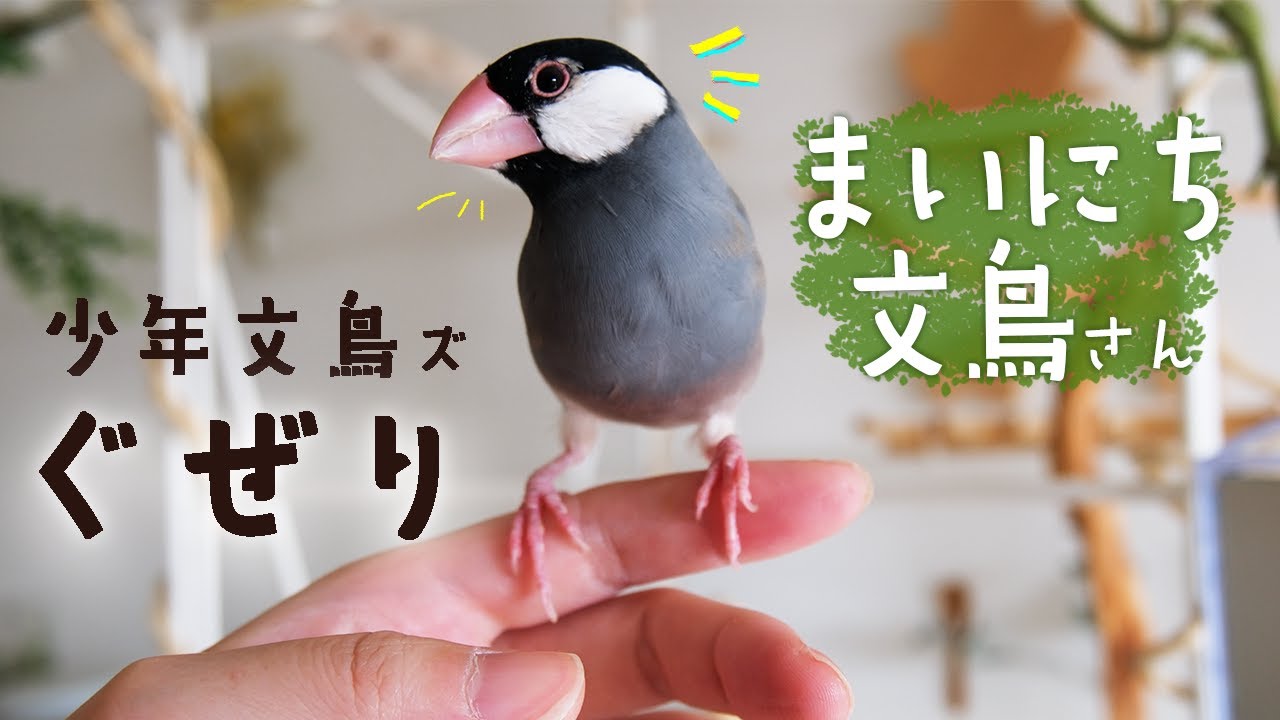 【ぐぜり】生後３ヶ月の文鳥兄弟とその仲間達の日常・さえずりの練習【文鳥７羽】【YoungBirds VLOG】Chirping・Singing【Relaxing】放鳥タイム