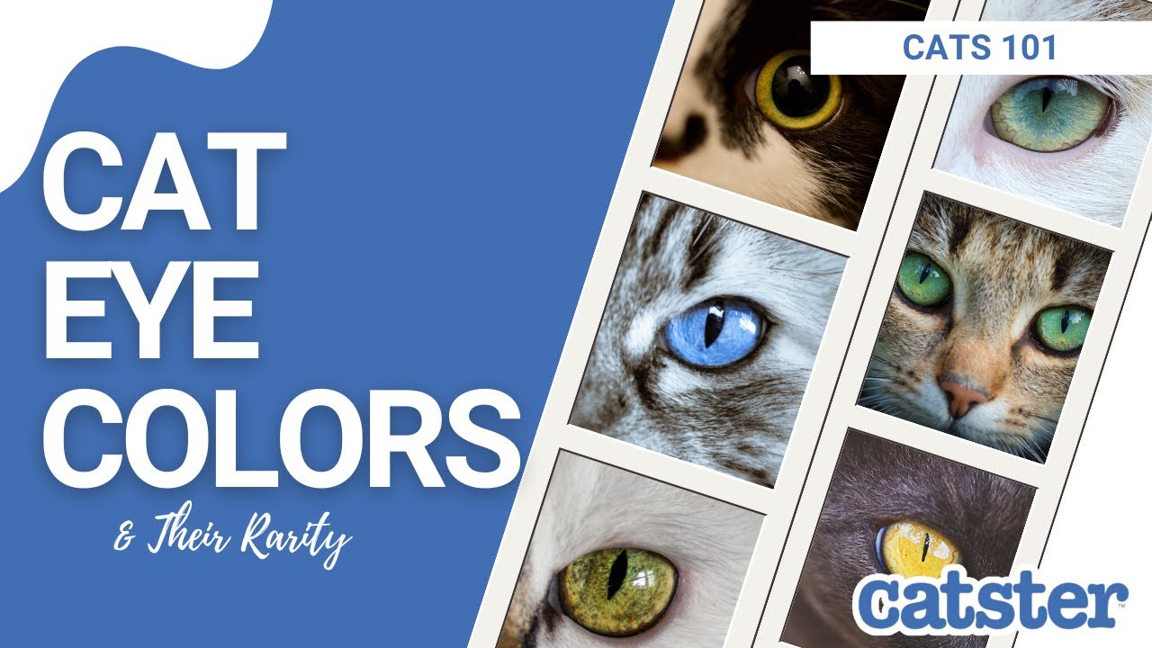 8 Types of cat eye colors and their rarity