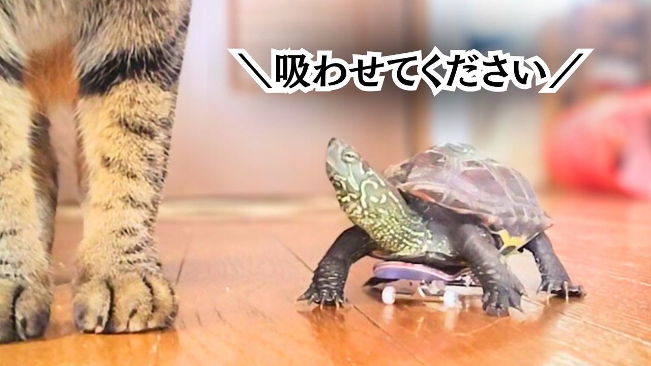 軍曹が見ている世界、見たい？【The world the sergeant sees is so cute...!】