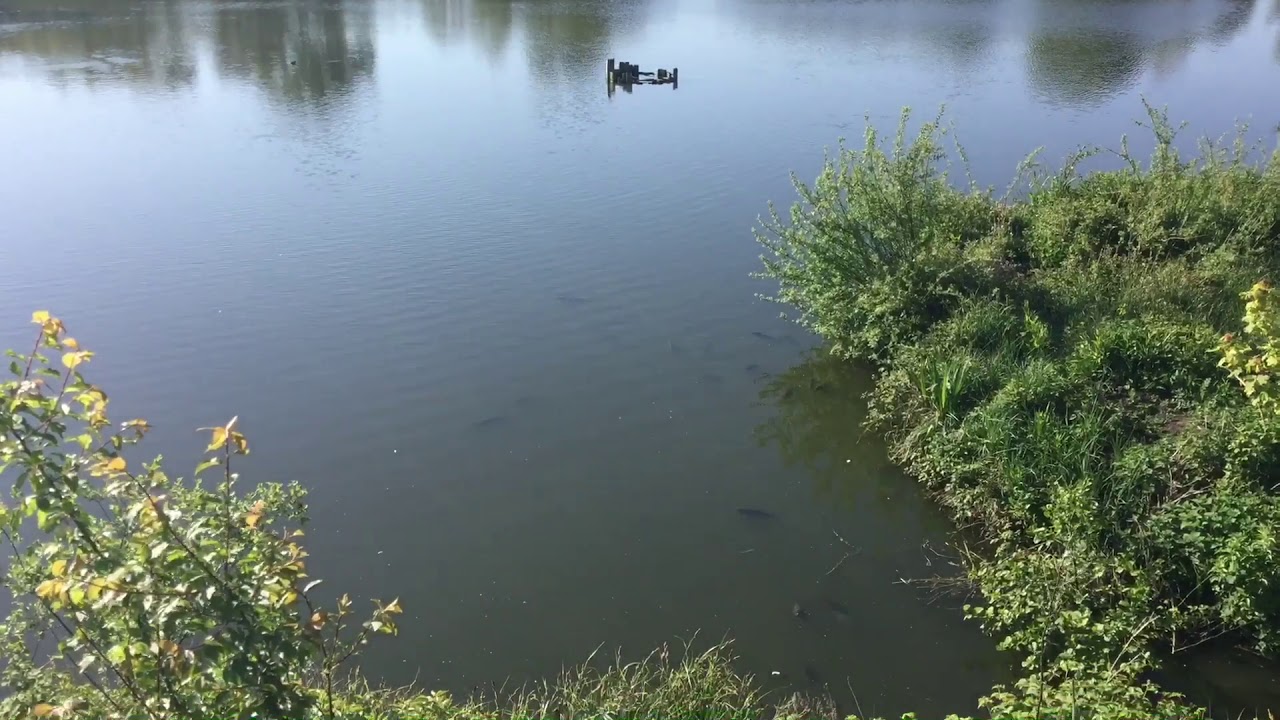 Alders Farm Fishery