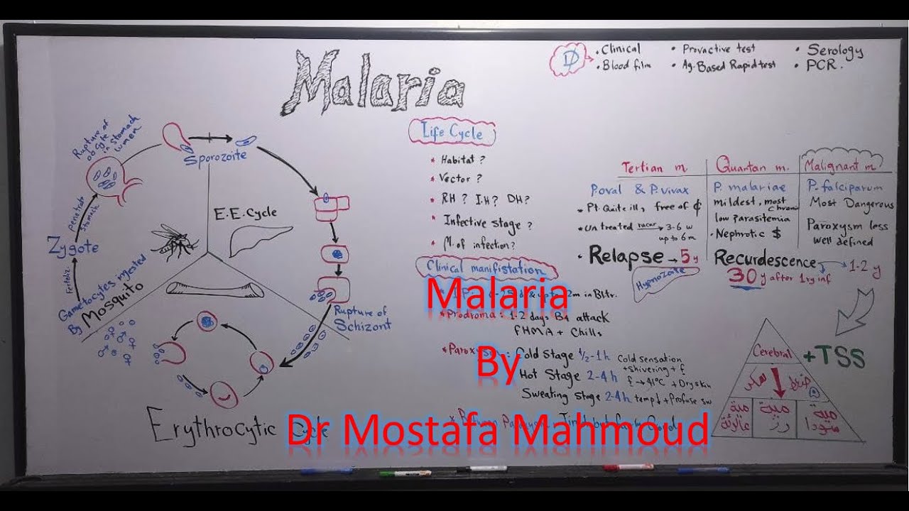 Malaria (Plasmodium)