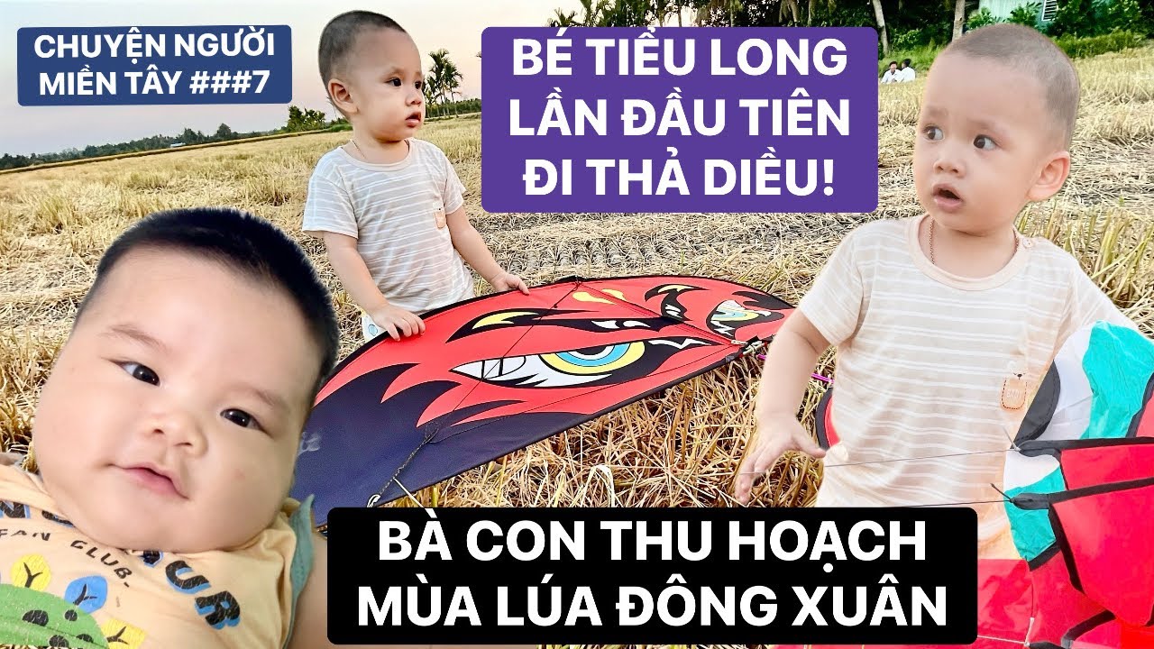 Chuyện Người Miền Tây #7 | Bé Tiểu Long ra đồng thả diều, nông dân đang thu hoạch mùa lúa Đông Xuân