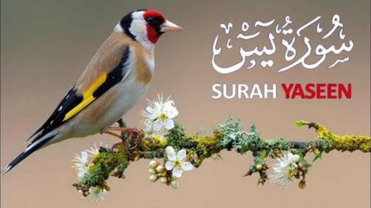 Surah Yaseen | Beautiful Quran Recitation | Heart Touching Tilawat ||Quran read chennal 