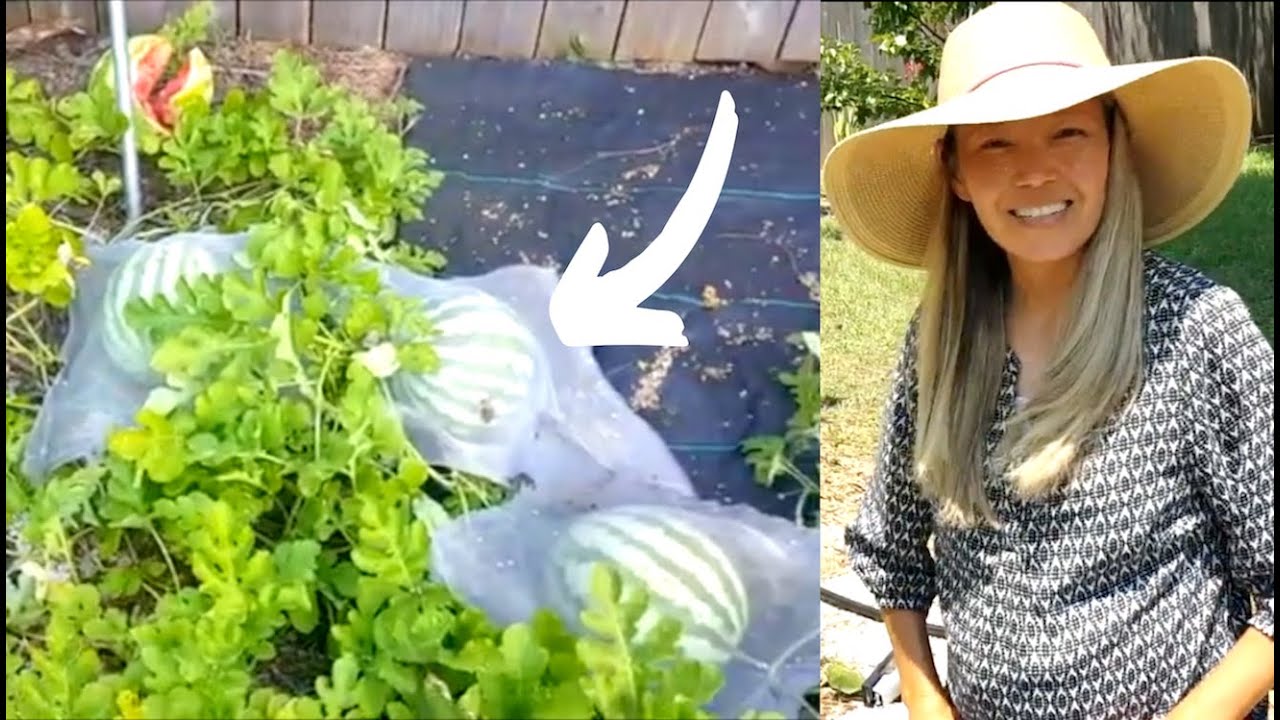 How to PROTECT MELONS from CRITTERS
