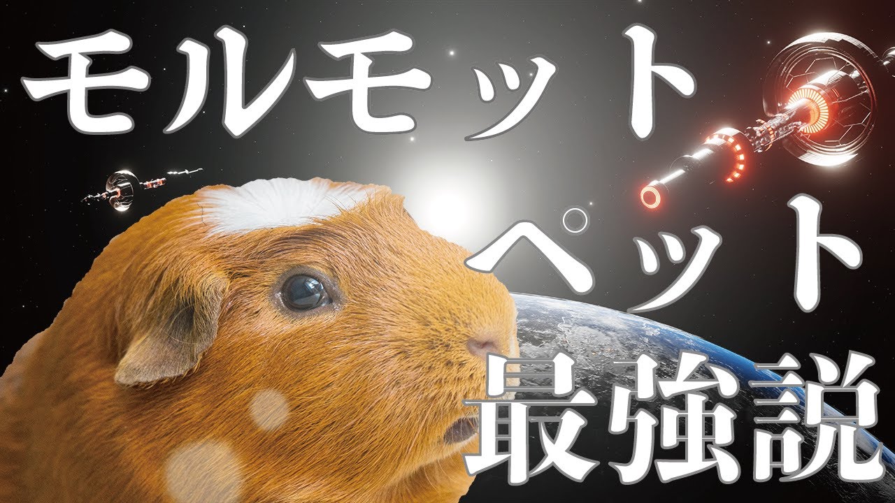 モルモットの生き方【知能派】