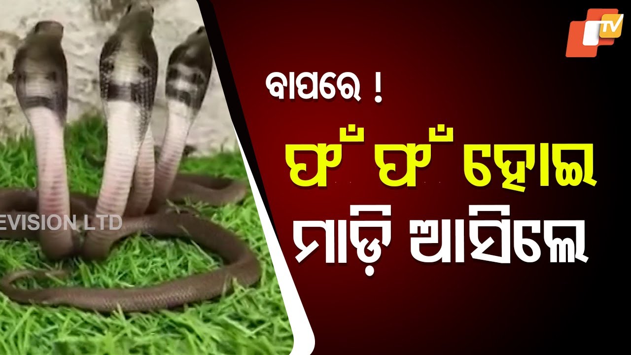 18 baby king cobras and an adult snake found in hotel garden