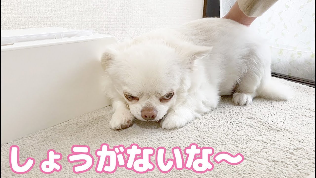 「散歩は嫌」でもママに誘われると断れないツンデレ犬！チワワのコハク