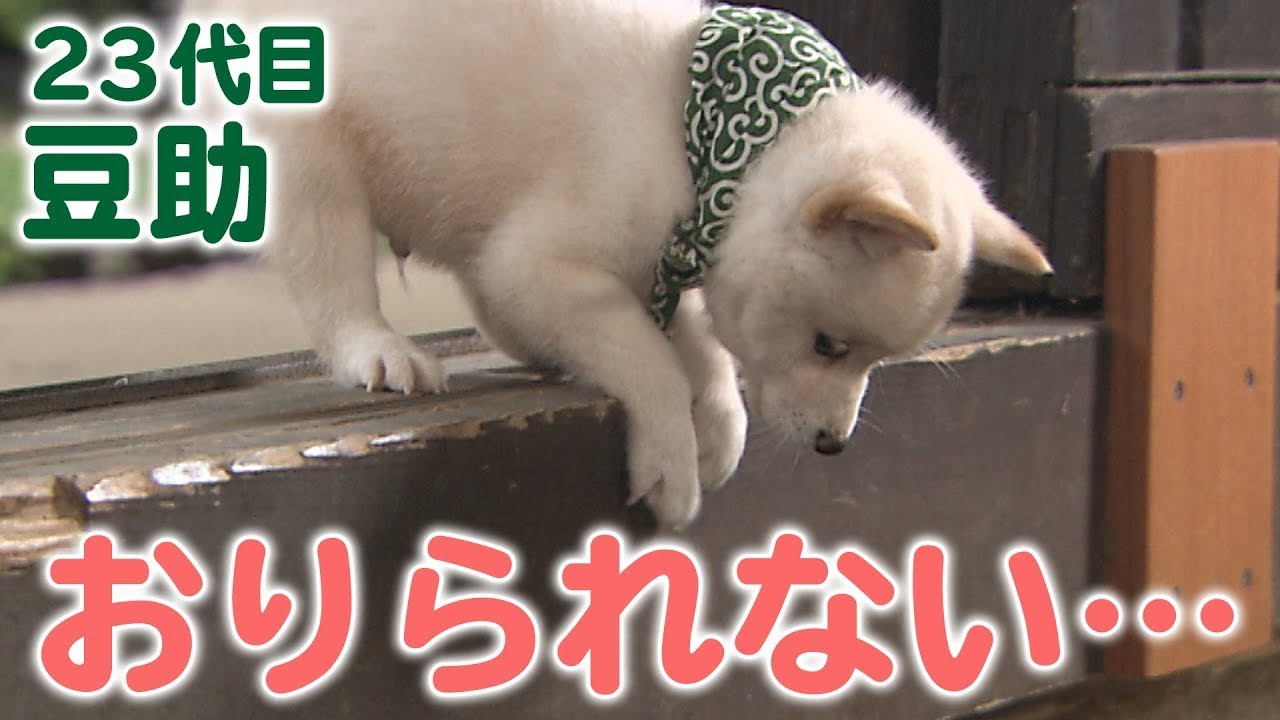 段差が苦手な豆助。おりられるかな？【柴犬・豆柴】
