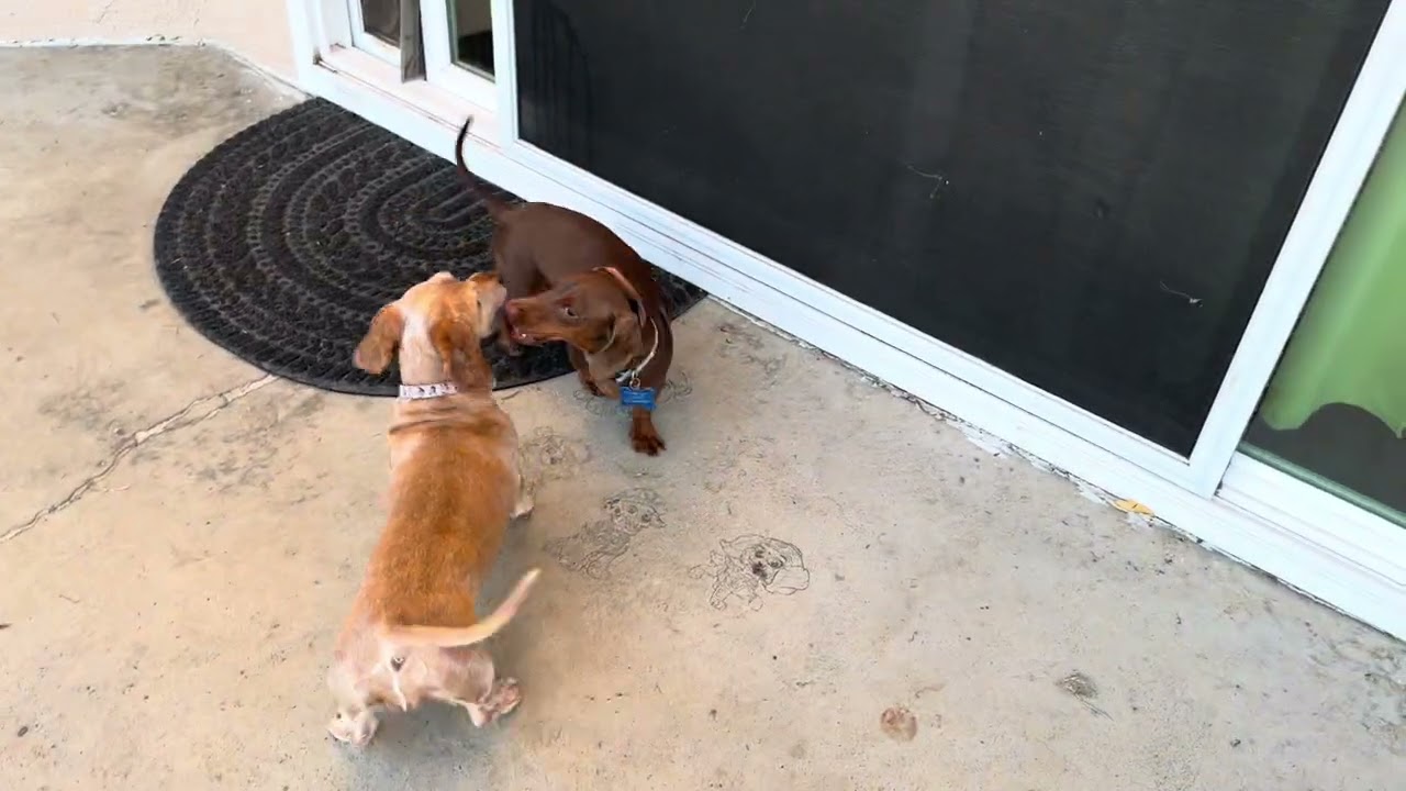 Big sister and baby playing chase in the backyard 
