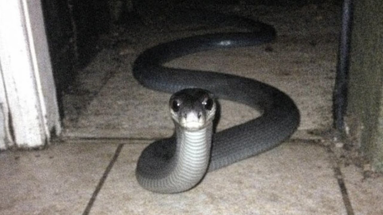 Esta Serpiente No Huye… Te Persigue