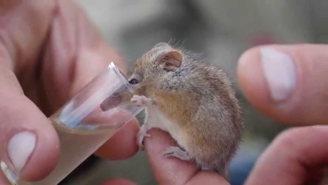 Cute Cuter Honey Possum - Volunteering for Parks and Wildlife WA