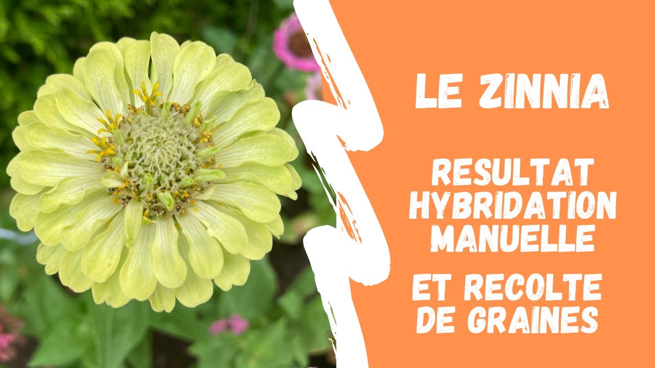 Récolte de graines des zinnias : résultat de ma pollinisation manuelle