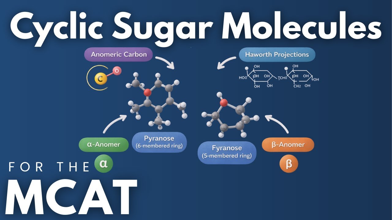 Объяснение циклических молекул сахара для экзамена MCAT за 4 минуты.