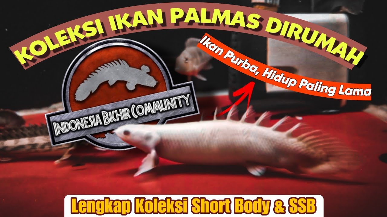 PALMAS ALBINO SHORT BODY YANG UNIK⁉️
