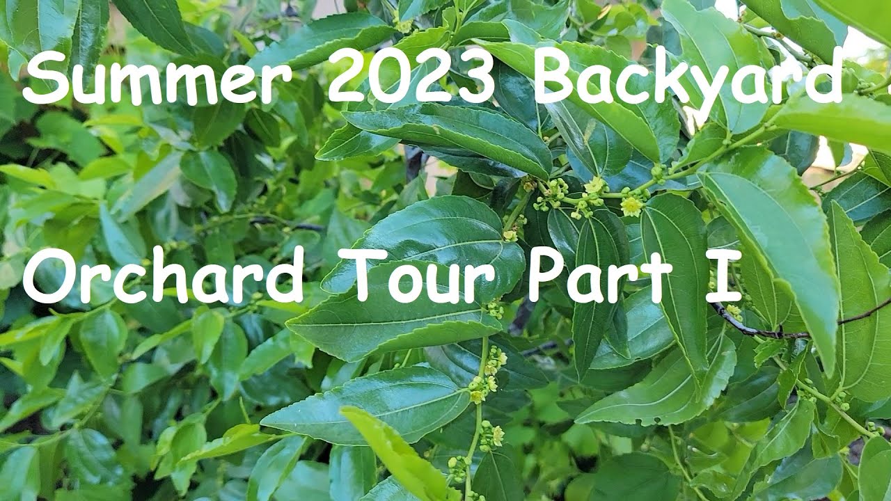 Summer 2023 Backyard Orchard Tour Part I