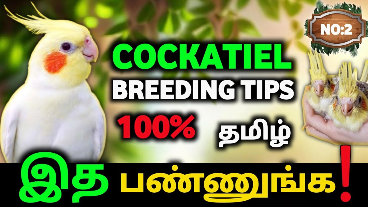 COCKATIEL BREEDING TIPS | V2BIRDS | #cockatielbreeding #birds #cockatiel