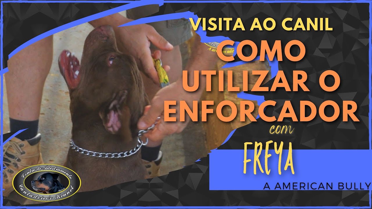 FREYA - American Bully - Como usar corretamente o Enforcador