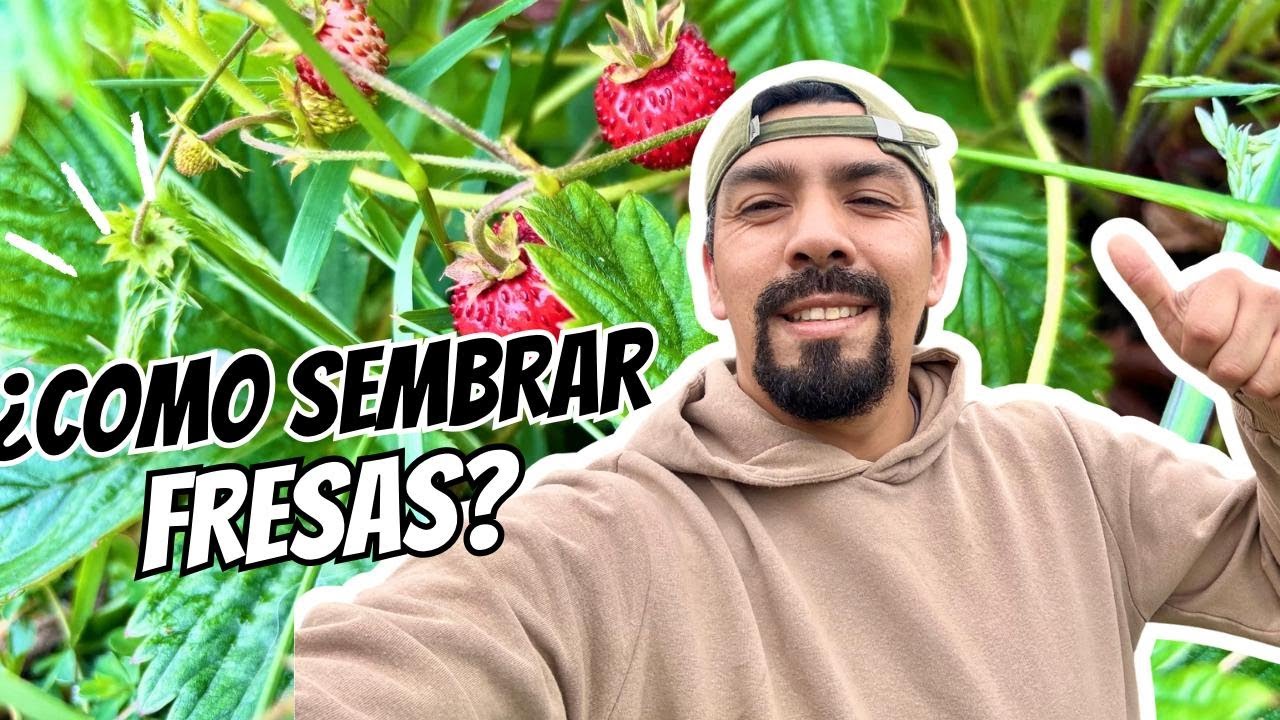 CULTIVO DE FRESA EN EL CAMPO - ¿COMO SEMBRAR FRESA? - APRENDE A SEMBRAR FRESA EN CASA.