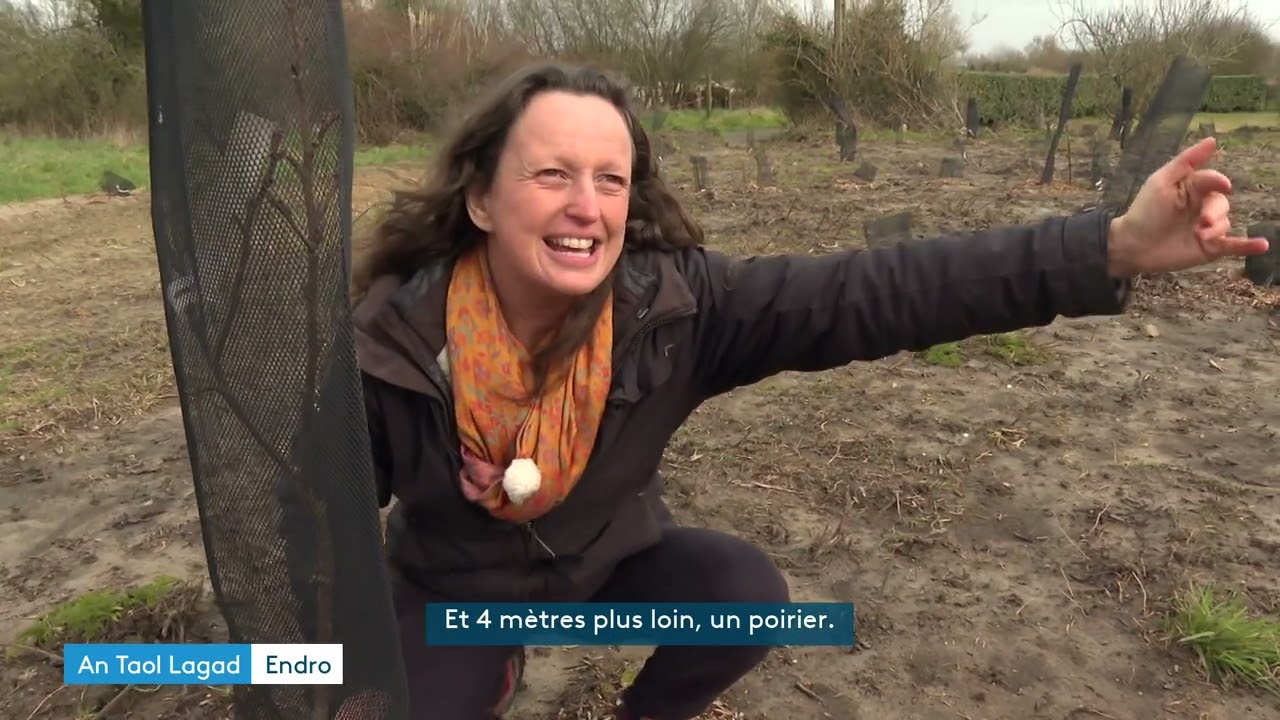 Une mini-forêt créée à Plounéour-Brignogan-plage. Votre édition An Taol Lagad du 20 février