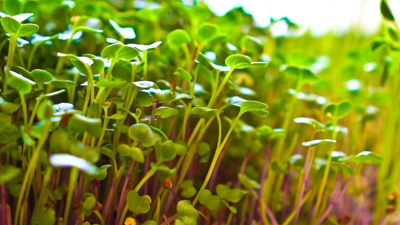 How to Grow 3 Microgreens in 1 Flat | Radish, Pea, and Sunflower