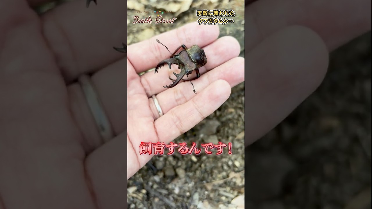 クワガタが天敵に襲われた！？諦めるのはまだ早い！ #クワガタ #昆虫採集 #昆虫