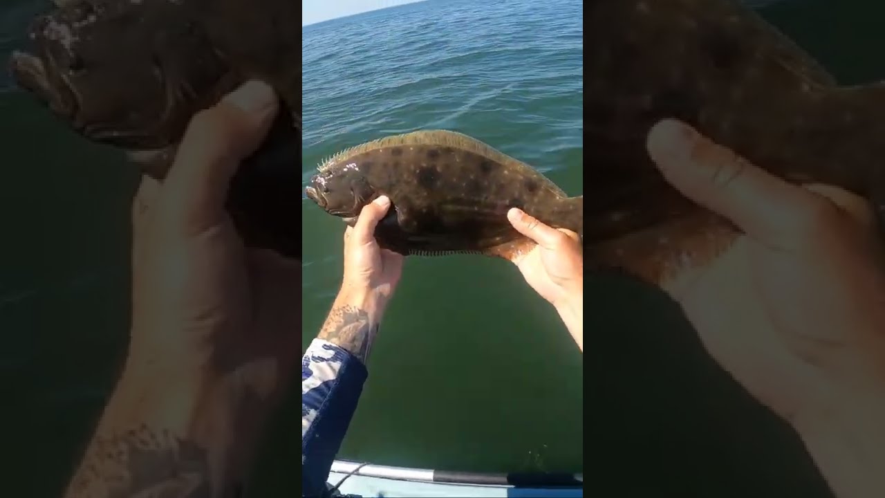Fluke vs. Summer Flounder