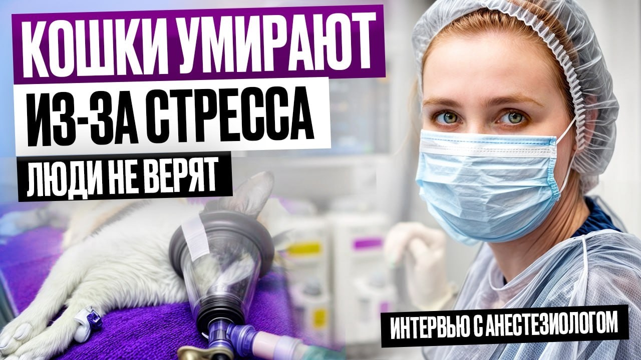 Анестезиолог впервые рассказывает всю правду об обезболивании кошек и успокоительных