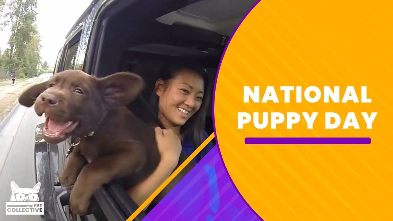 National Puppy Day | The Pet Collective