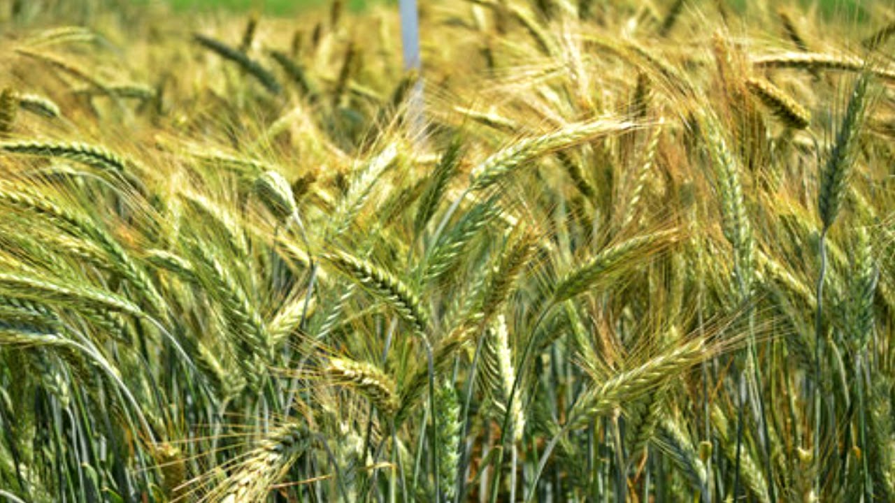 Algis ir Valdemaras Frankoniai- Kur aukštas klevas