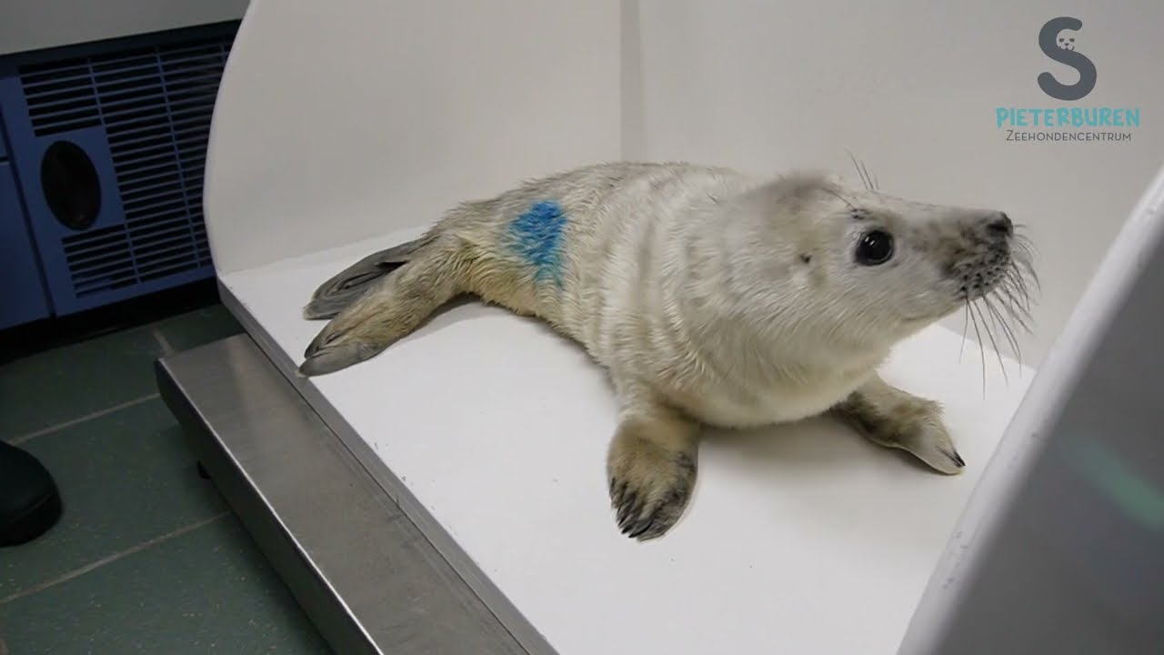 Intake of grey seal pup Hali | Zeehondencentrum Pieterburen
