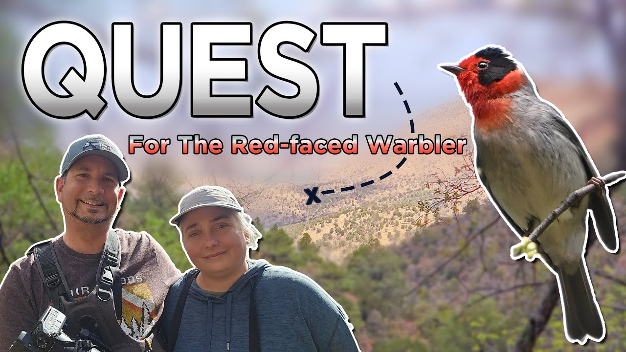 Quest For The Red faced Warbler - Birding Madera Canyon & Santa Rita Lodge