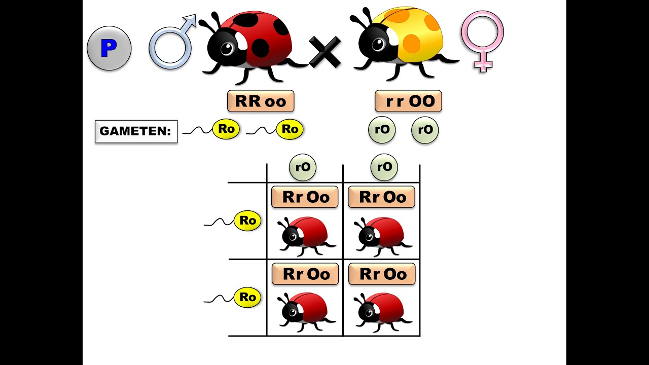 Mendel Dihybrid