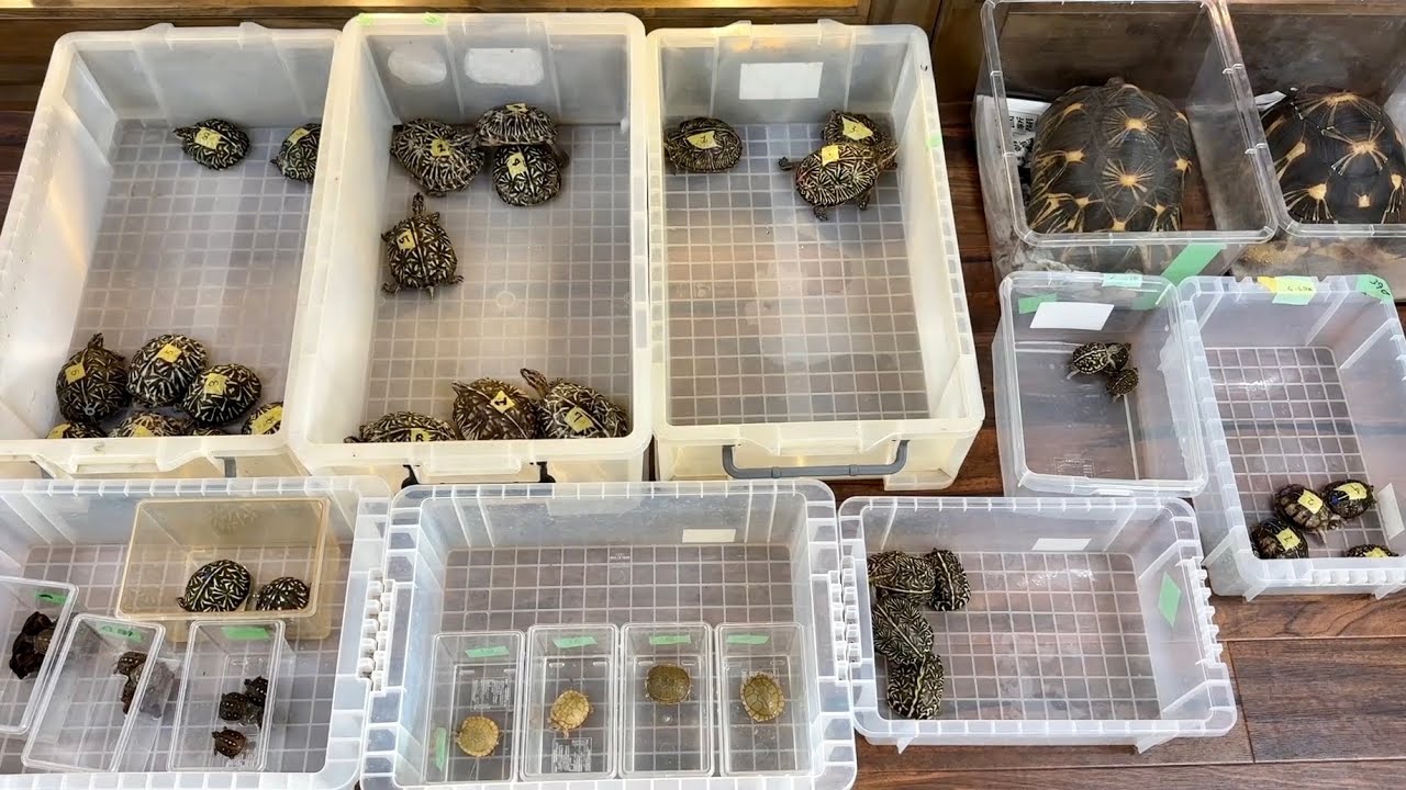 大量のカメが輸入されてきたので見に行くと...とんでもない子達がいました