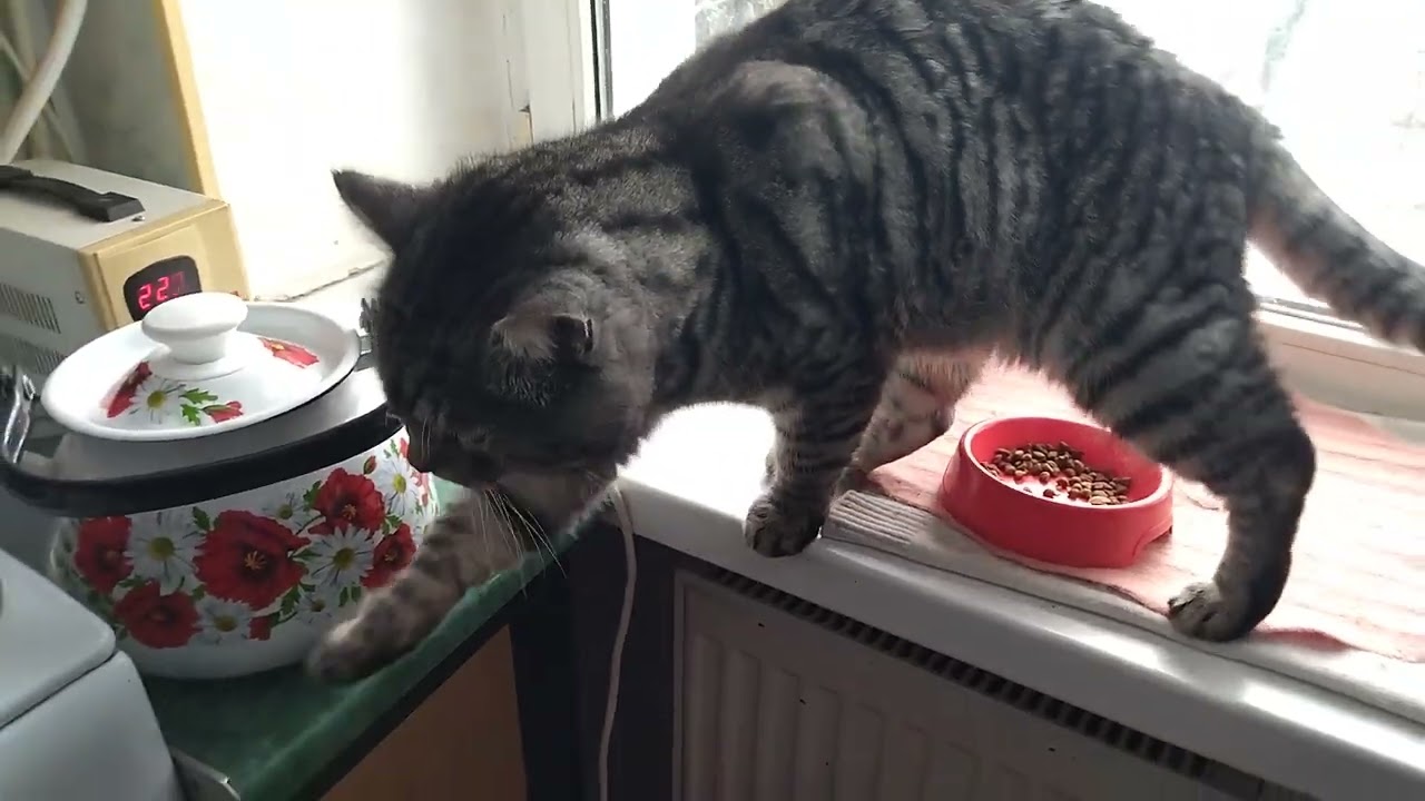 The Cat Likes to Sit in the Bathroom, and the Cat Lives on Top of the Closet