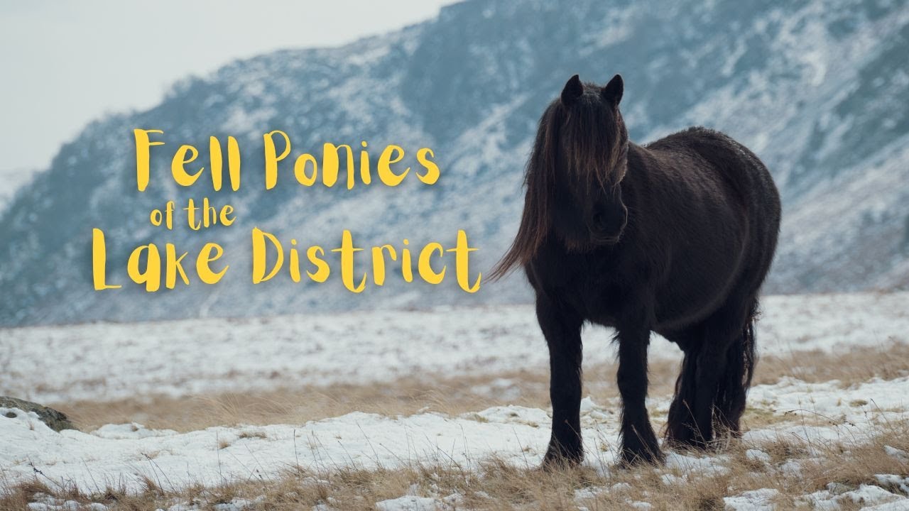 The Fell Ponies of the Lake District