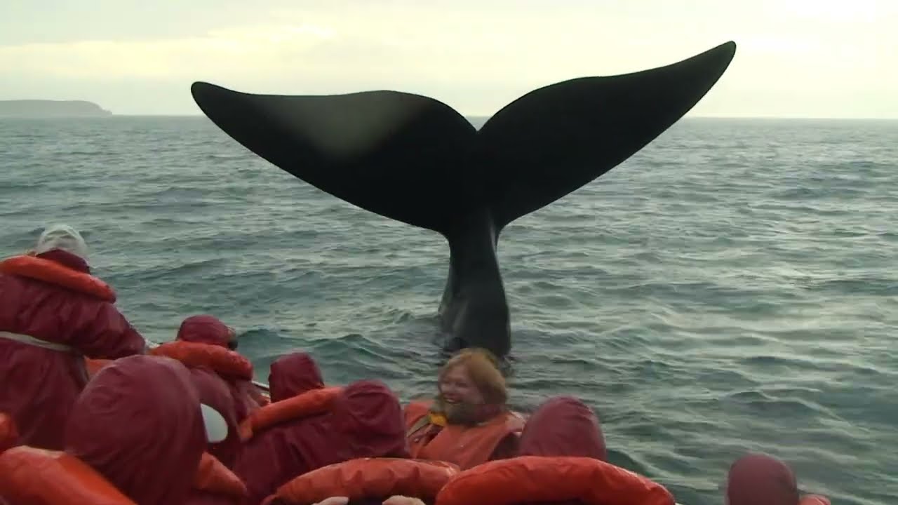 le Show de la  BALEINE