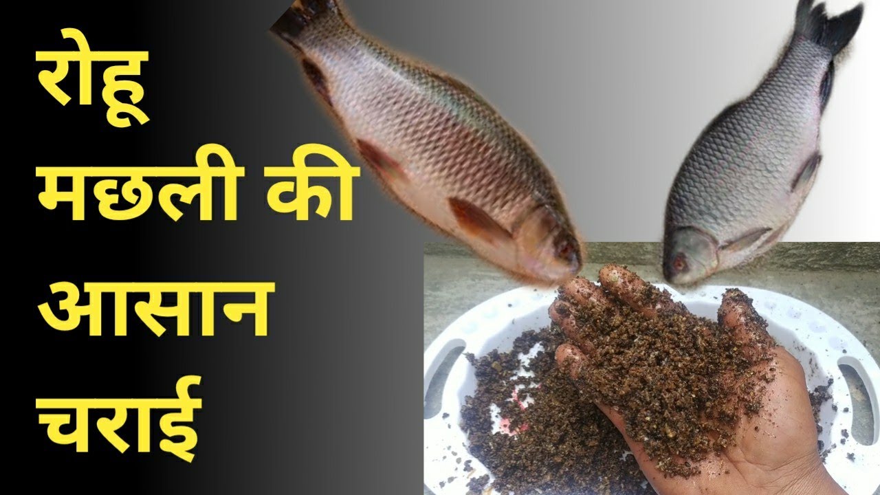 रोहू मछली की आसान चराई || रोहू मछली की चराई बनाने का तरीका