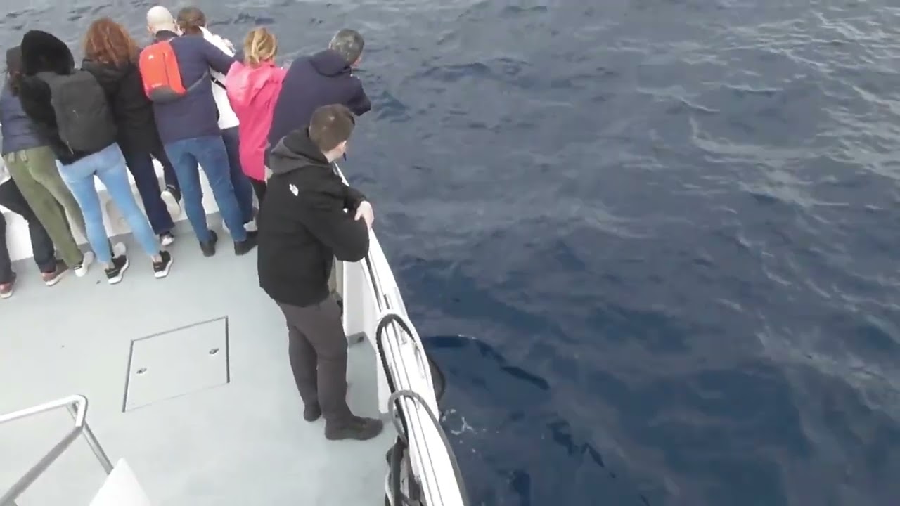 Whale and dolphin watching outside  Ponta Delgada, Azores  2024