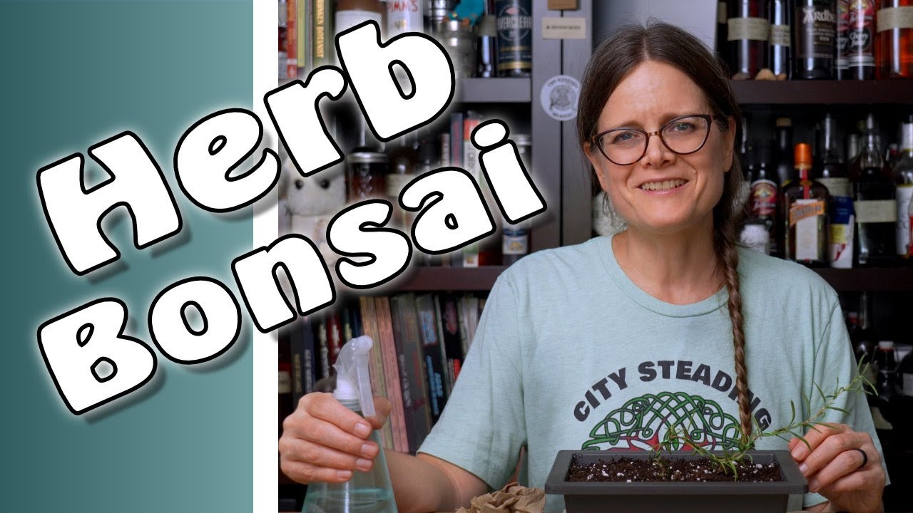 Herb Bonsai - Rosemary