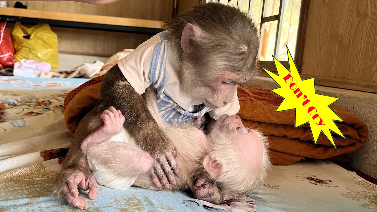 Hope severe stomach ache and cry miserably😭What happened to baby monkey???😭