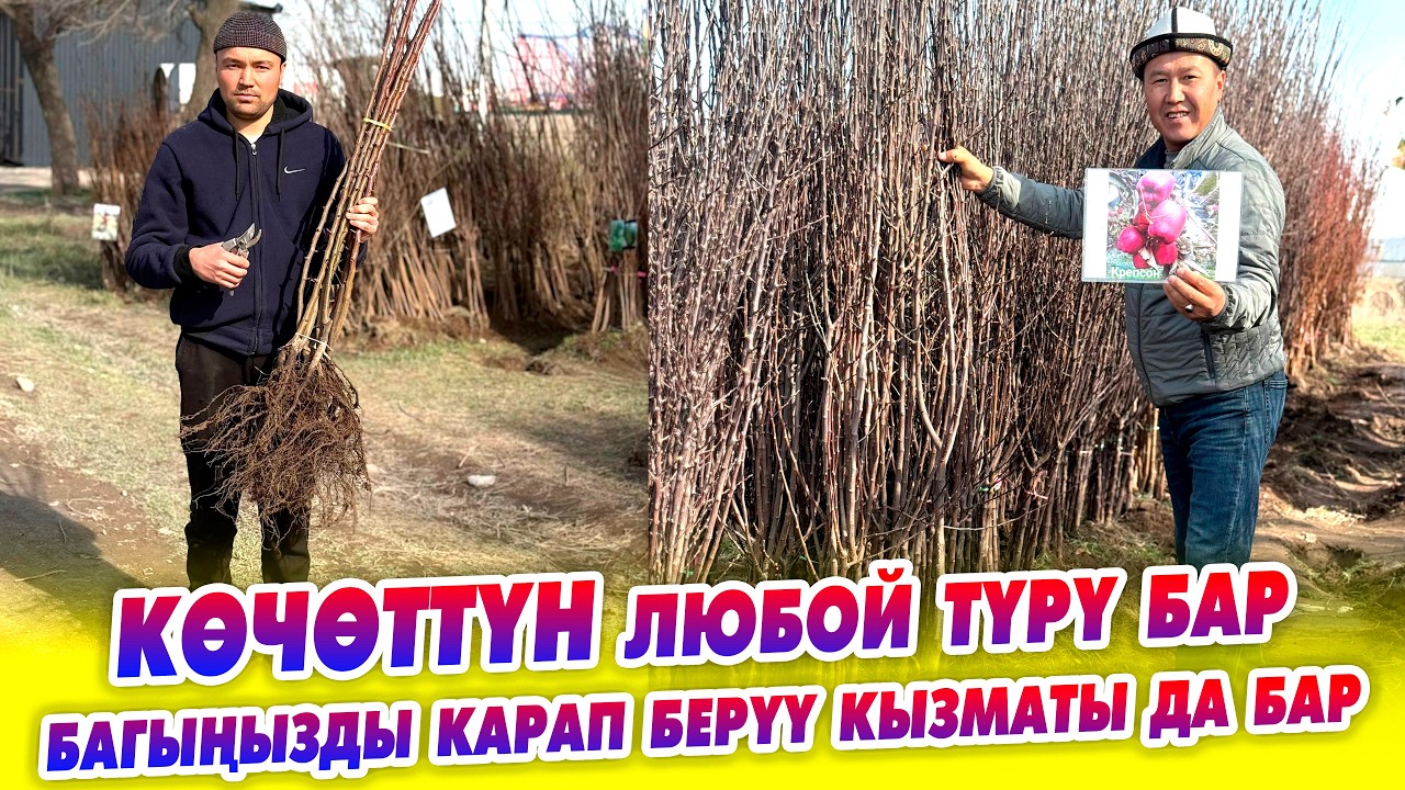 Багбандар ИШЕНИЧТҮҮ көчөттөр сатылып жатат! Көчөттүн БААРДЫК түрү бар. Кеңеш берүү КЫЗМАТЫ да бар.