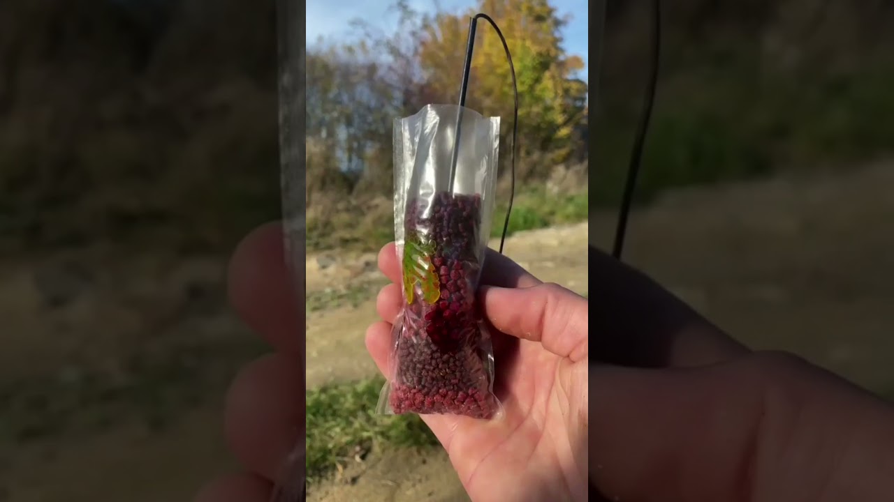 Carp Fishing Pva Bag #shorts #carpfishing