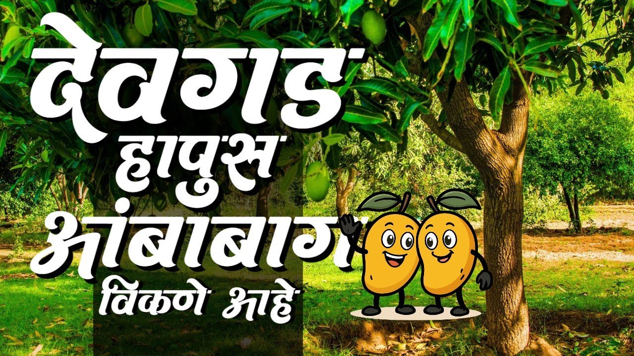 ३ एकर देवगड हापूस आंबा बाग विकणे आहे !