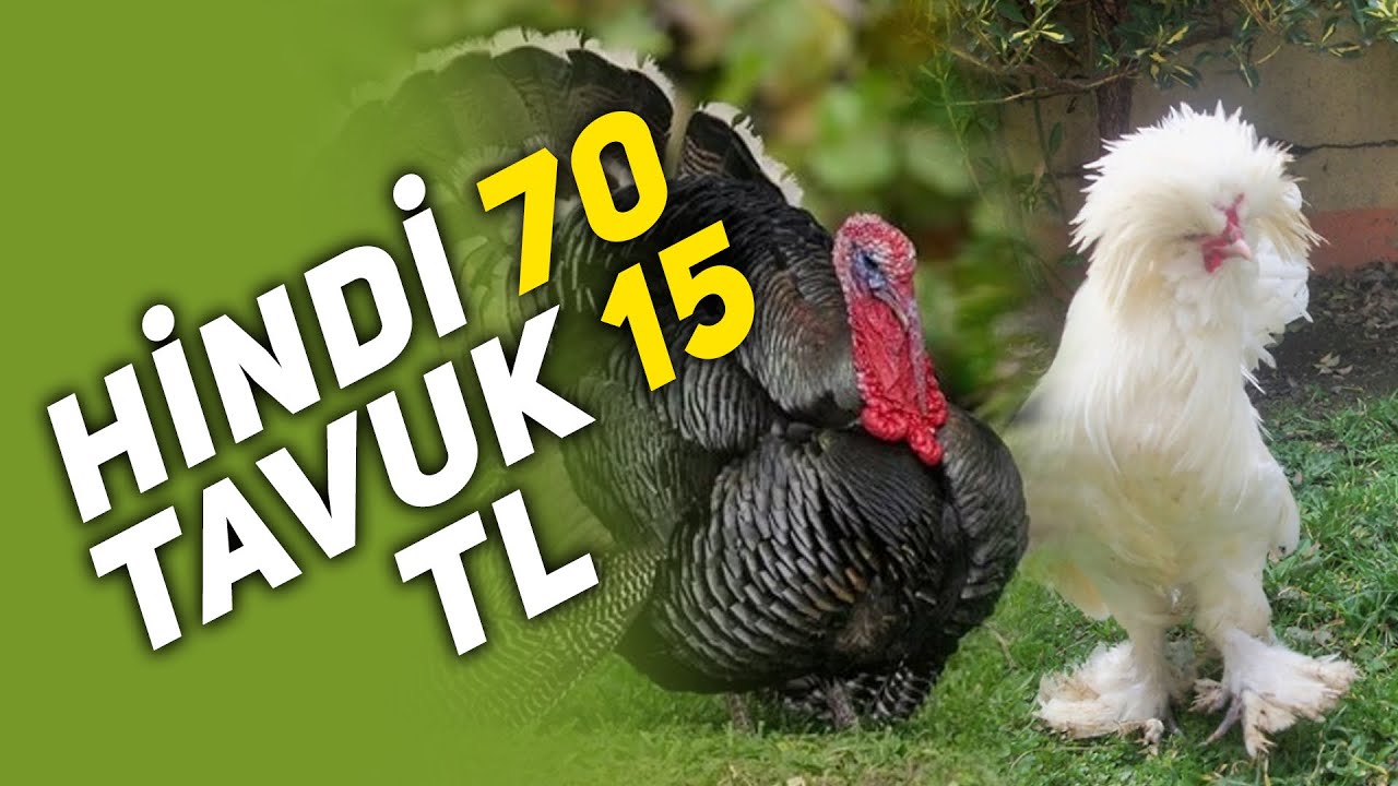 Türkiyenin En UCUZ Kanatlı Pazarı !! ANKARA